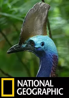 National Geographic. Птица-динозавр / Dino Bird (2017)